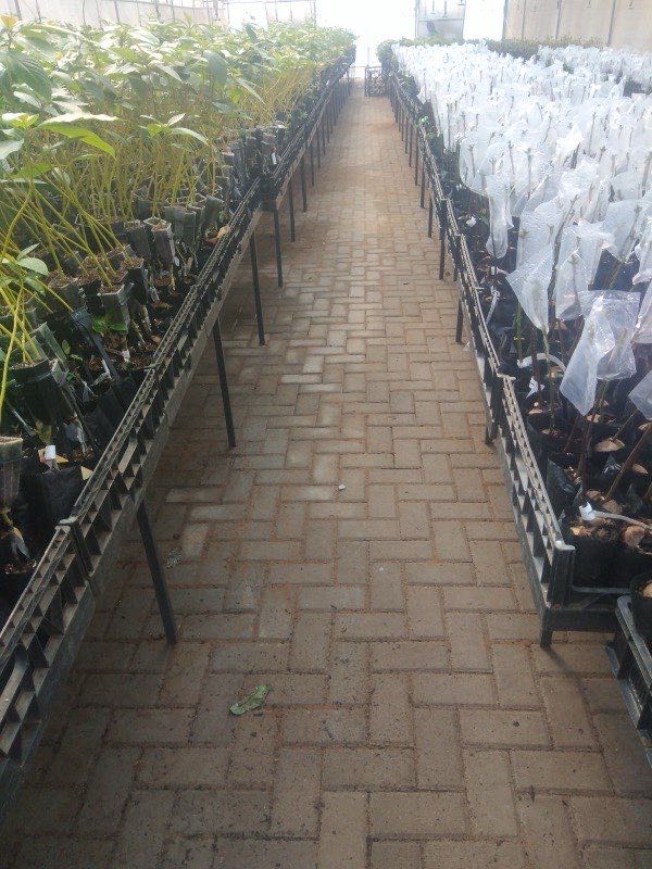Paved walkway between rows of plants in nursery greenhouse